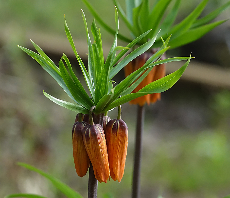 Image of Fritillaria imperialis specimen.