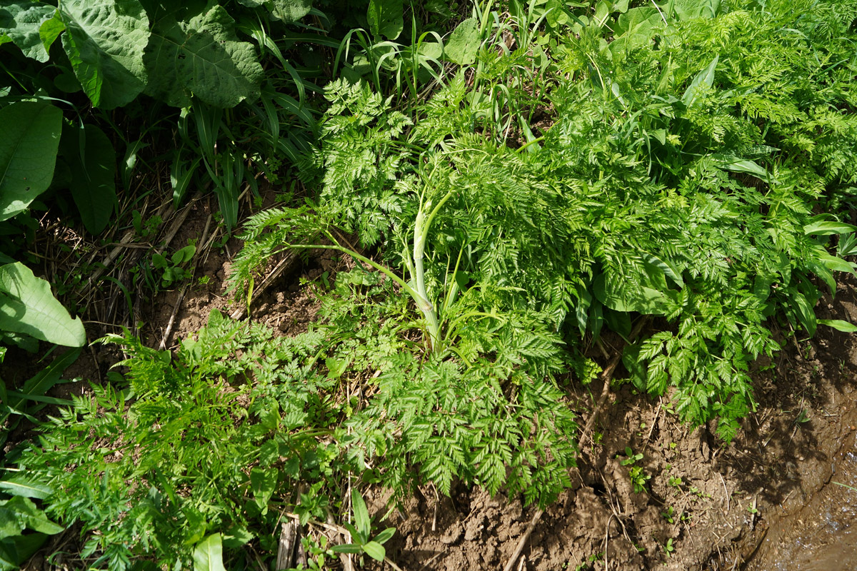 Image of Anthriscus sylvestris var. nemorosa specimen.