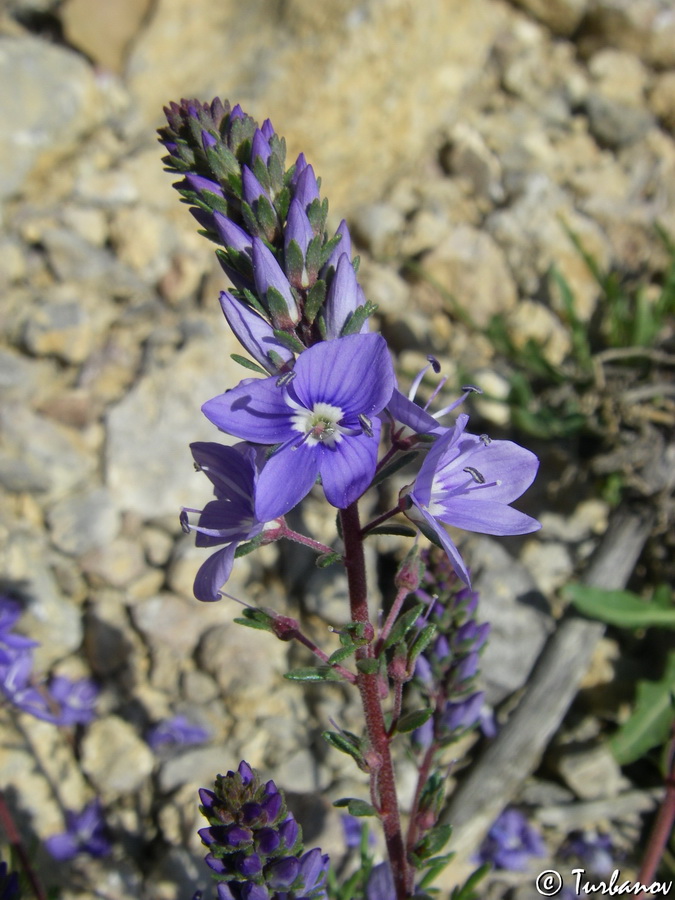 Image of Veronica capsellicarpa specimen.