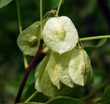 Ptelea trifoliata