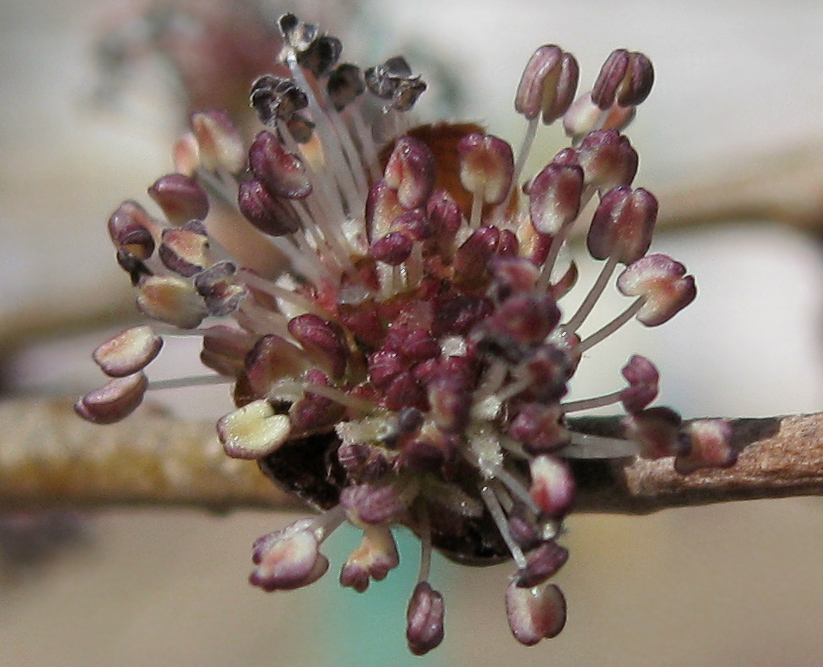 Image of Ulmus pumila specimen.