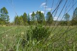 Lithospermum officinale. Вегетирующее растение с остатками высохших прошлогодних генеративных побегов. Ленинградская обл., Кировский р-н, окр. дер. Петровщина, луг на известняке. 04.06.2017.