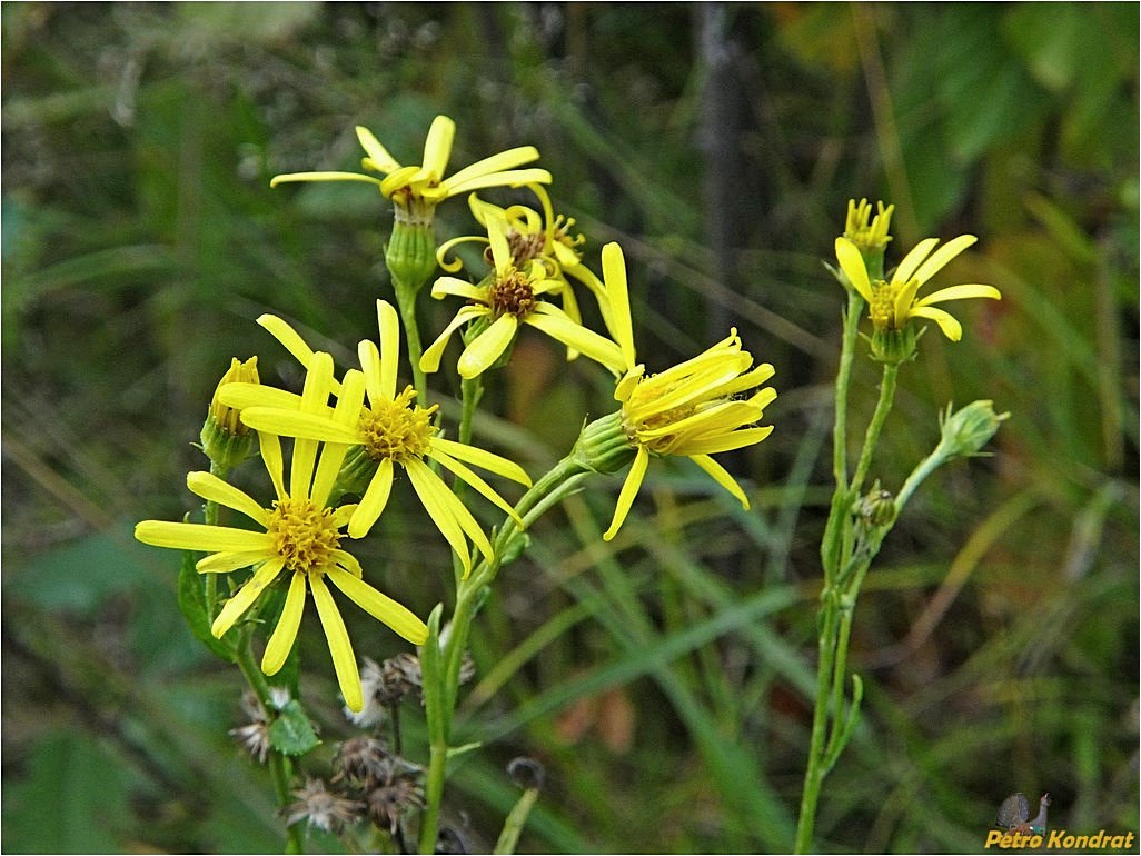 Image of Senecio nemorensis specimen.