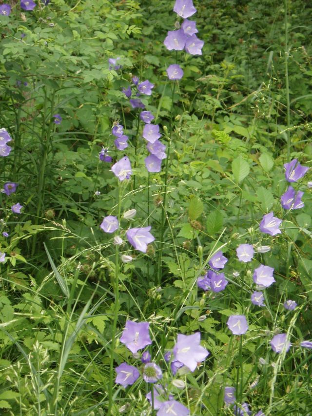 Изображение особи Campanula persicifolia.