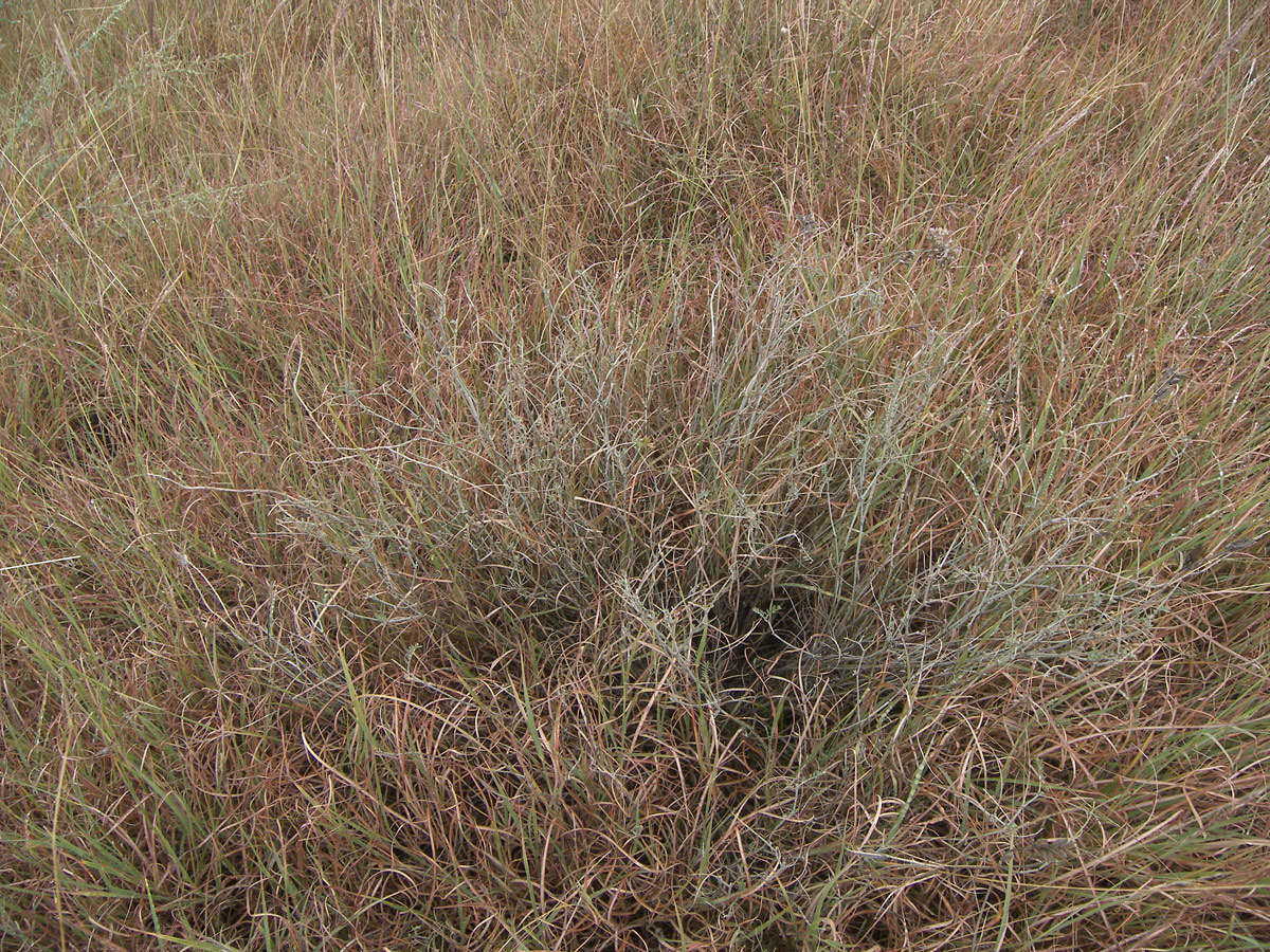 Image of Astragalus reduncus specimen.