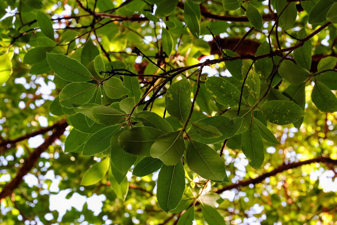 Image of Arbutus &times; andrachnoides specimen.