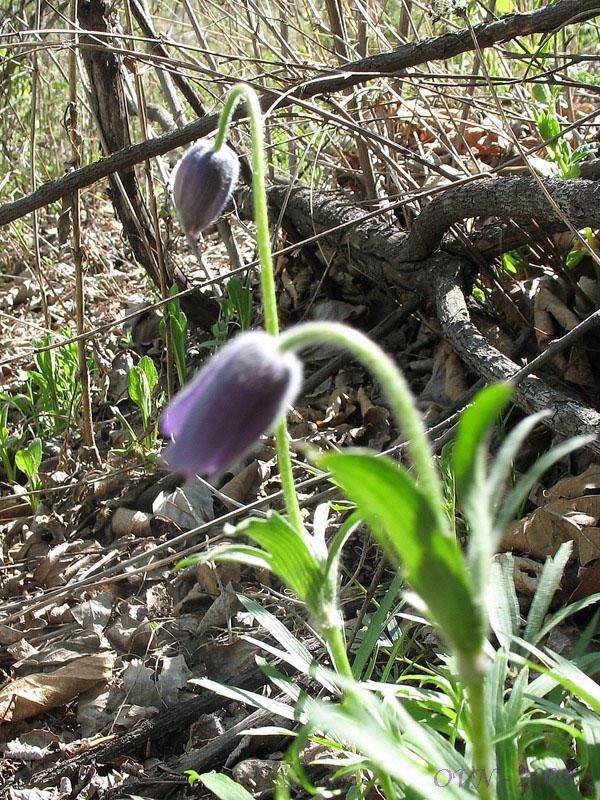 Изображение особи Pulsatilla dahurica.