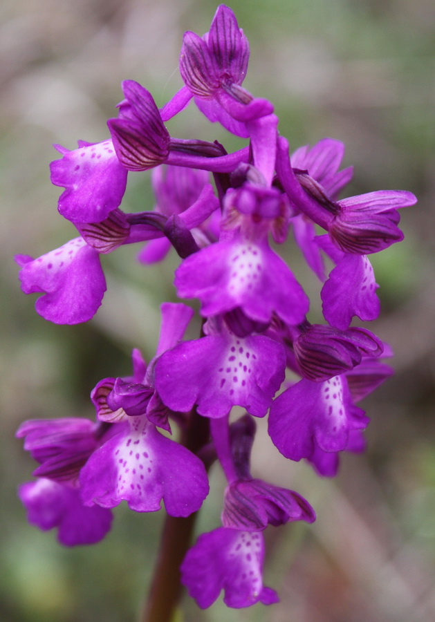 Image of Anacamptis morio ssp. caucasica specimen.