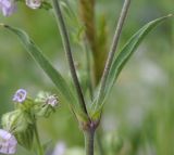 Image of taxon representative. Author is Роланд Цандекидис