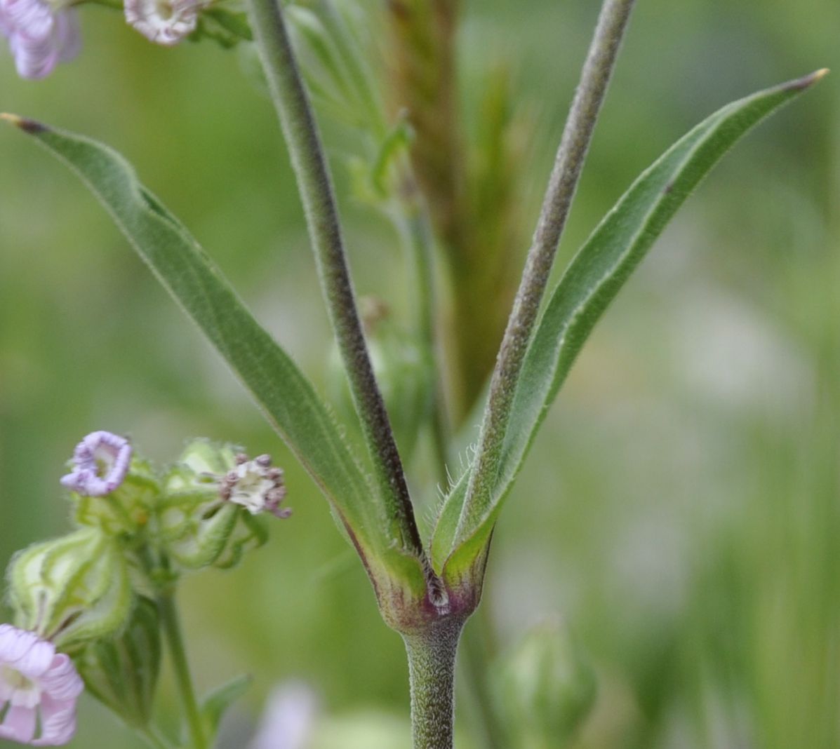 Image of Silene apetala specimen.