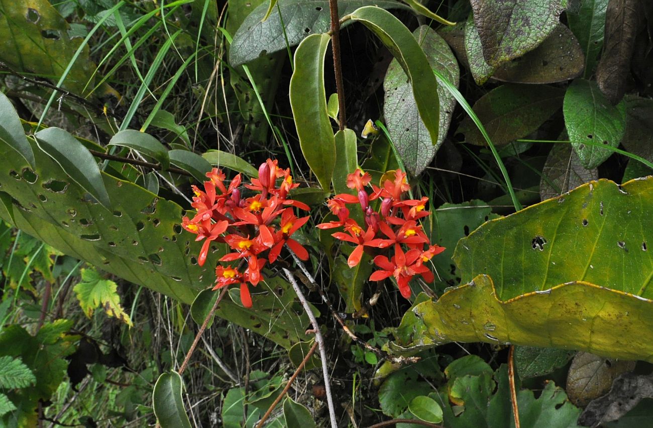 Изображение особи Epidendrum secundum.