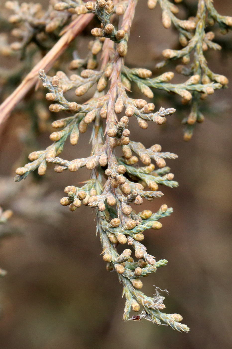 Image of Juniperus virginiana specimen.