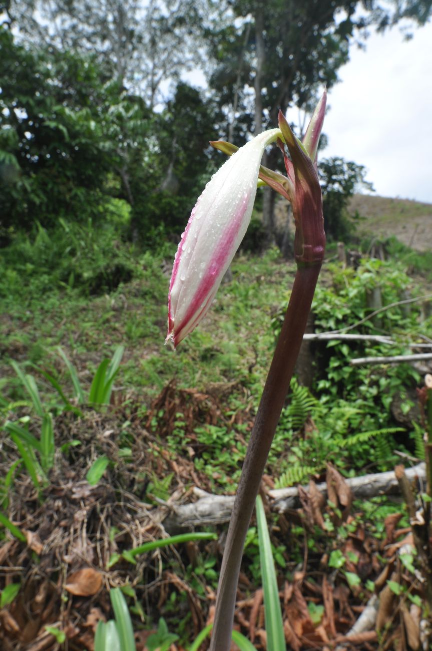 Image of genus Crinum specimen.