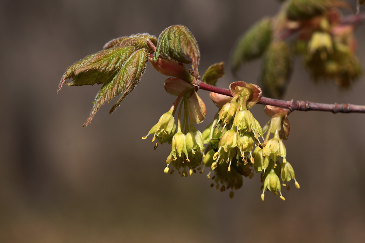 Image of Acer barbinerve specimen.