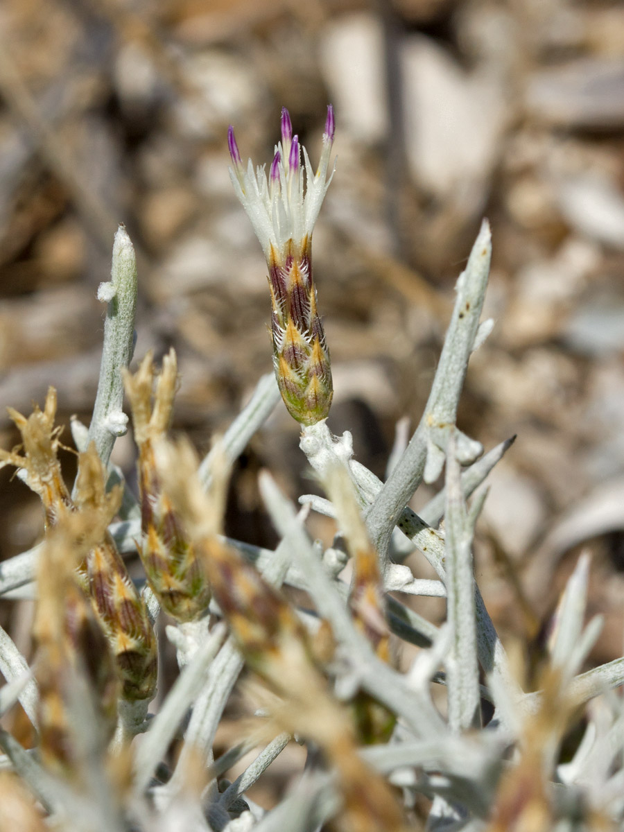 Изображение особи Centaurea spinosa.