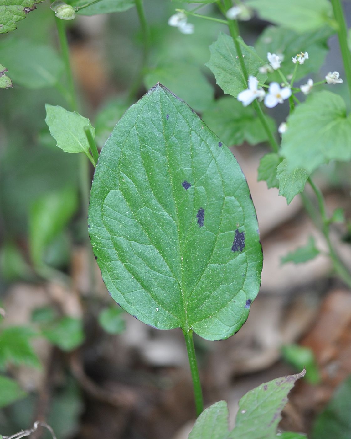 Image of genus Arum specimen.