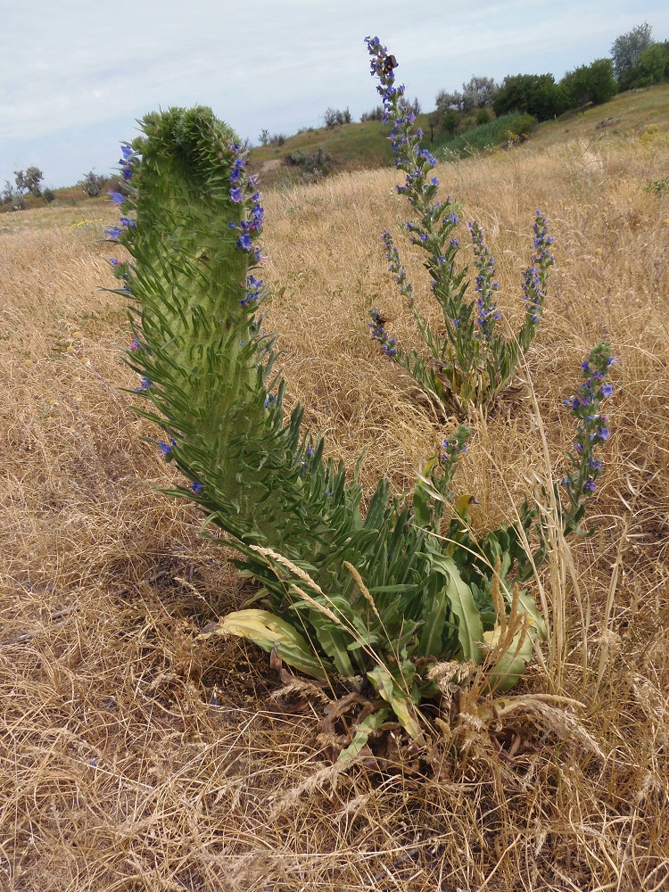 Изображение особи Echium vulgare.