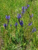 Salvia pratensis