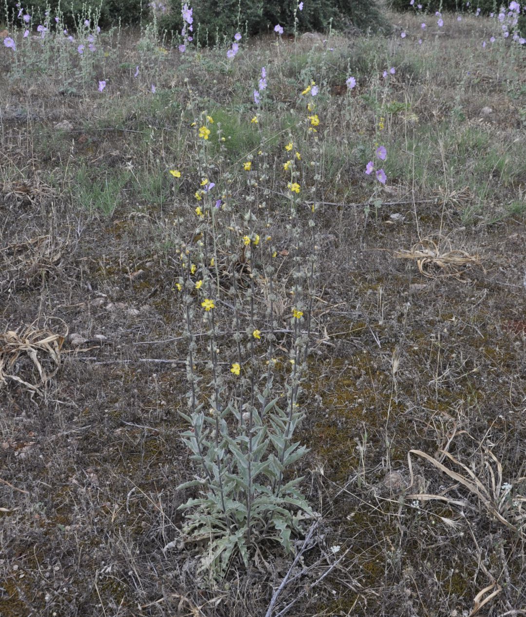 Изображение особи род Verbascum.