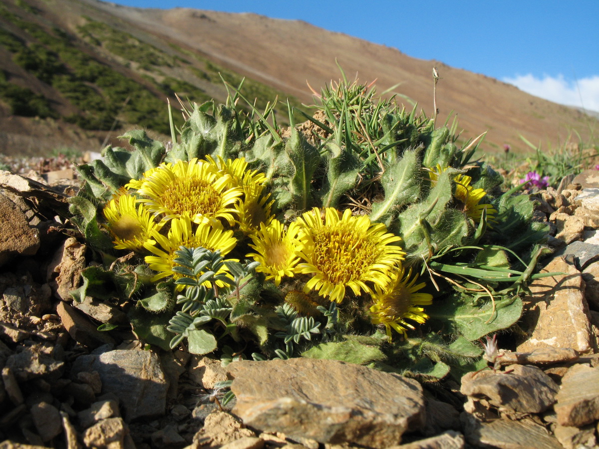 Image of Inula rhizocephala specimen.