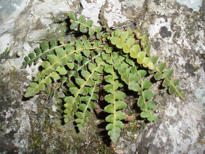 Image of Ceterach officinarum specimen.