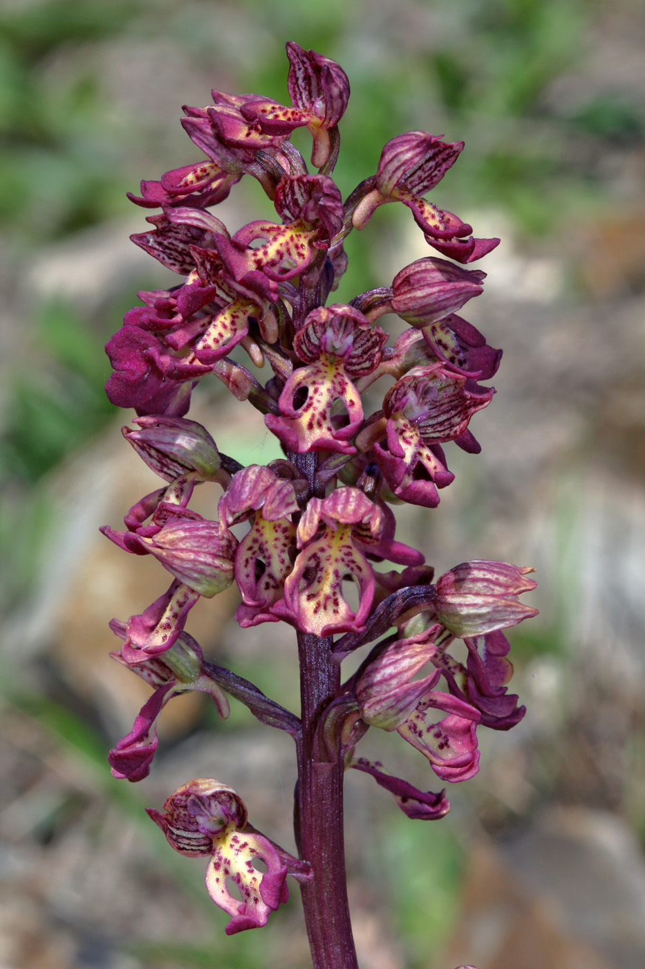 Image of Orchis &times; wulffiana nothosubsp. suckowii specimen.