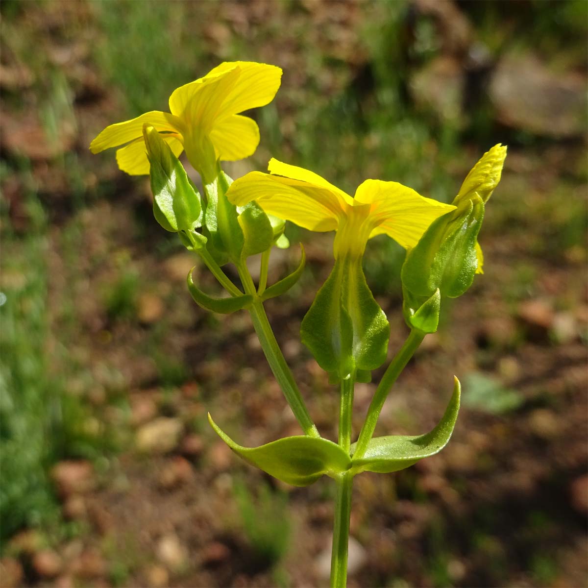 Image of Sebaea exacoides specimen.