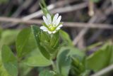 Cerastium holosteoides. Верхушка побега с цветком и бутонами. Костромская обл., Судиславский р-н, окр. дер. Антипино, обочина полевой дороги. 27.05.2018.