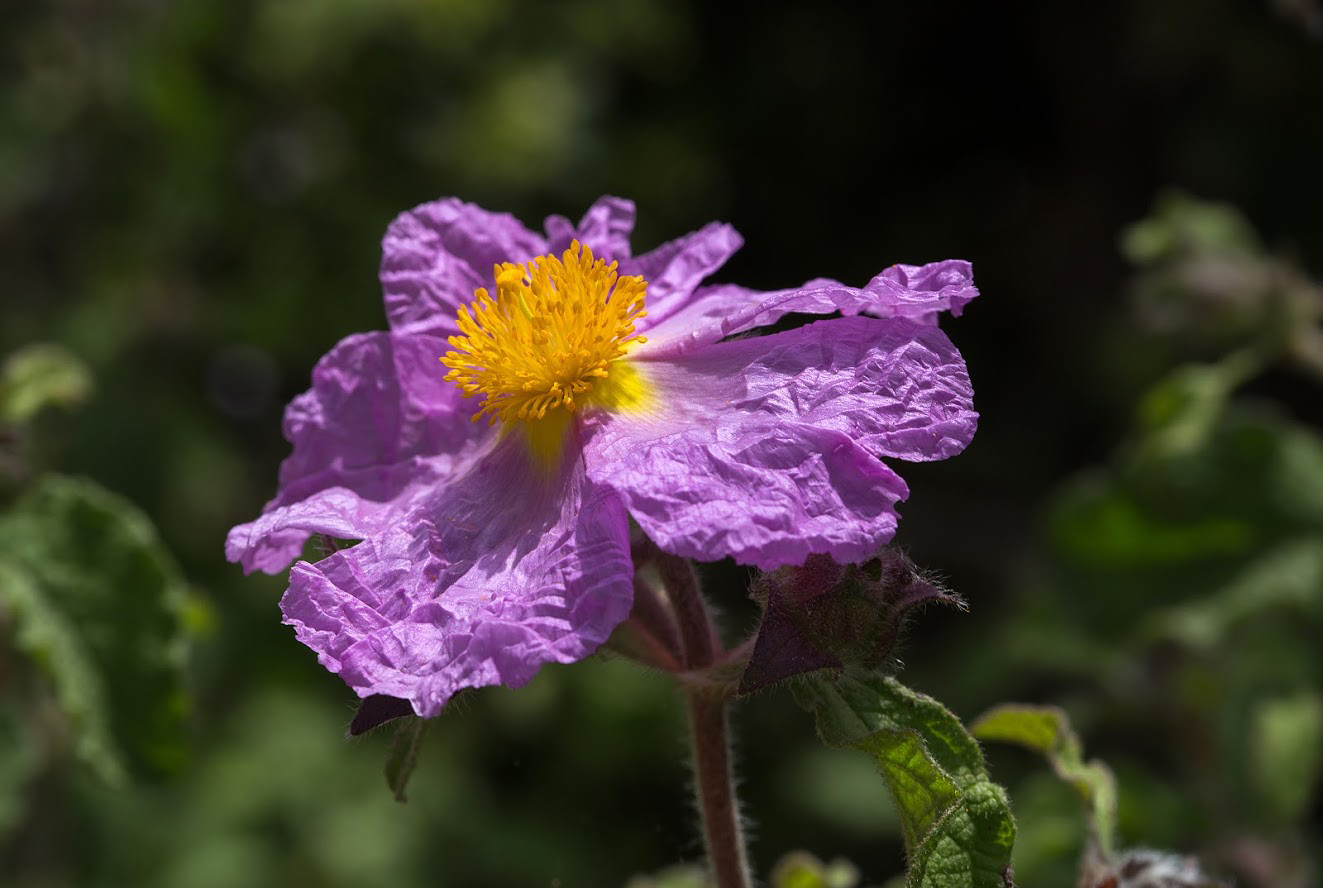 Изображение особи Cistus creticus.