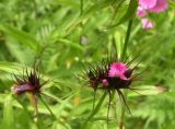 Dianthus commutatus. Зацветающее соцветие. Украина, Закарпатская обл., Тячевский р-н, с. Усть-Черная, поляна на г. Стоги. 21.06.2010.