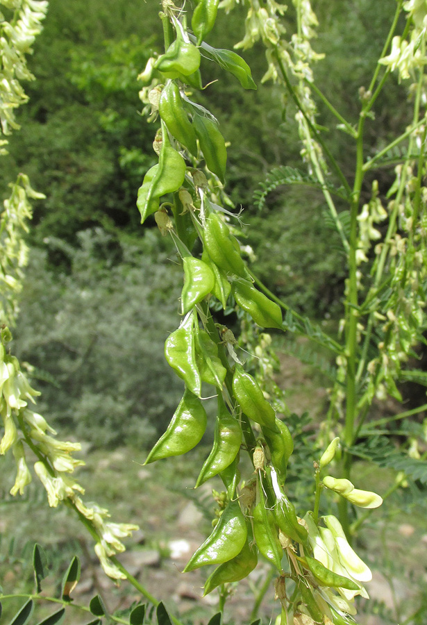 Image of Astragalus galegiformis specimen.