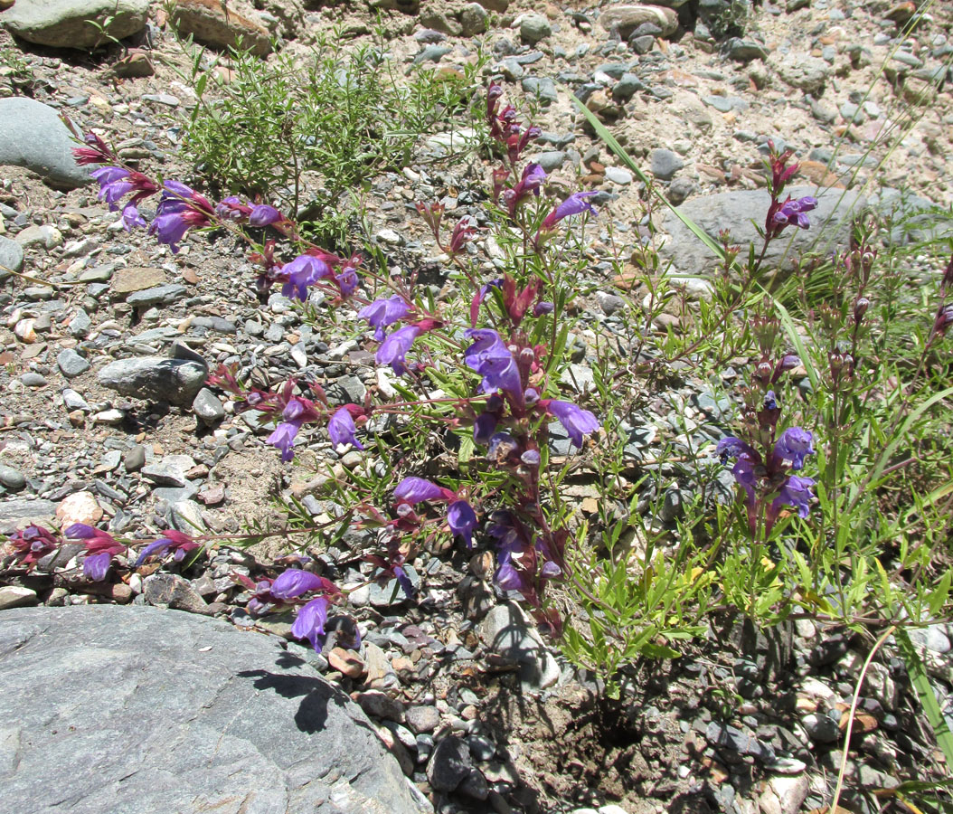 Image of Dracocephalum peregrinum specimen.