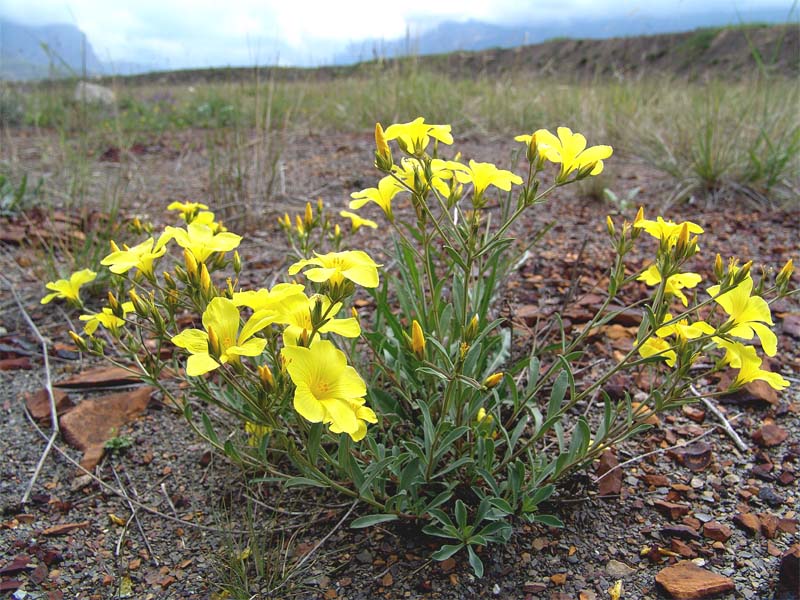 Image of Linum alexeenkoanum specimen.