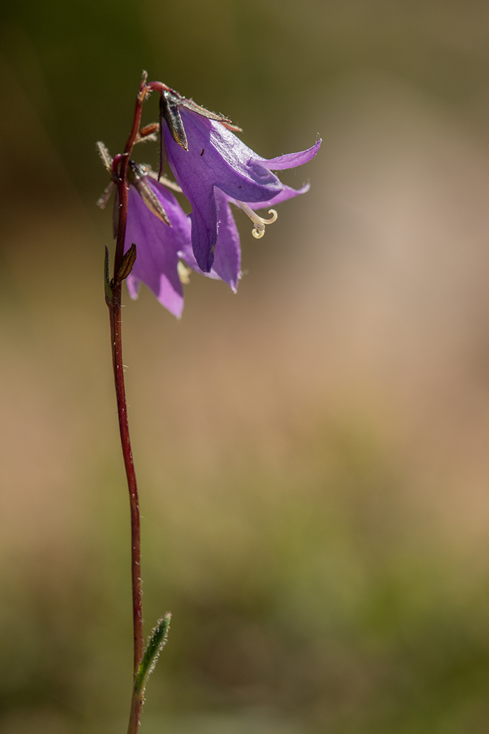 Image of genus Campanula specimen.