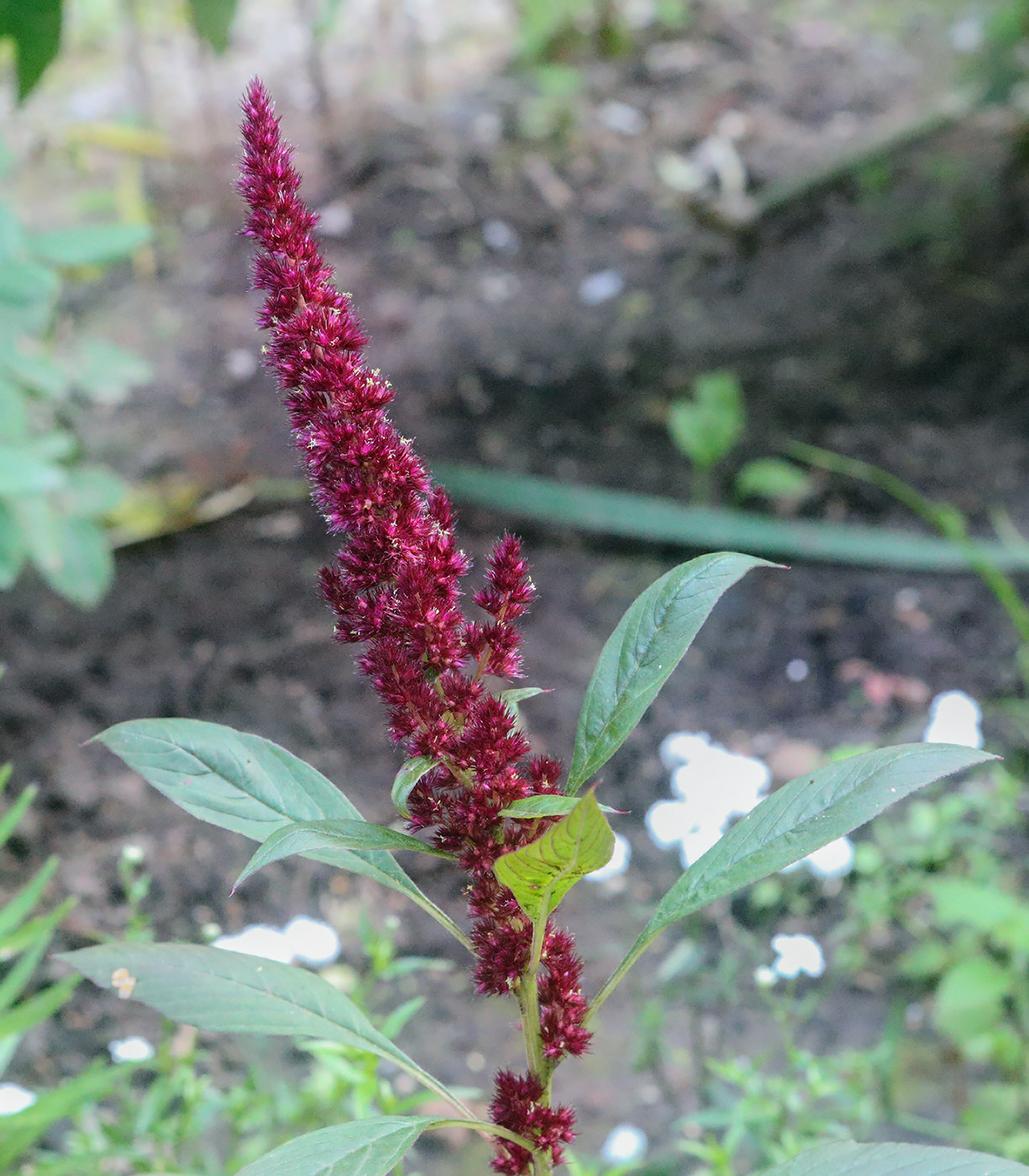 Image of Amaranthus hypochondriacus specimen.