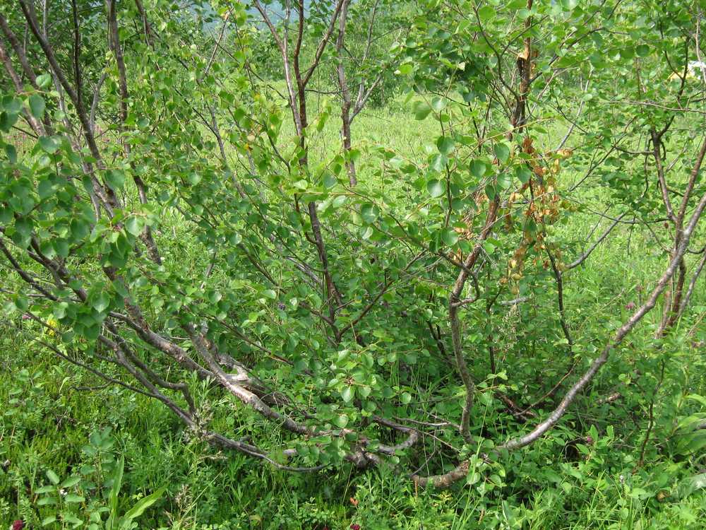 Image of Betula divaricata specimen.