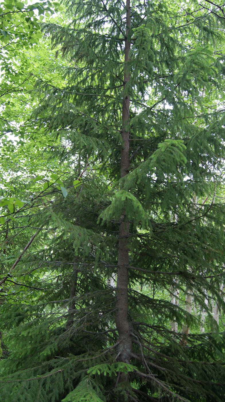 Изображение особи Picea abies.