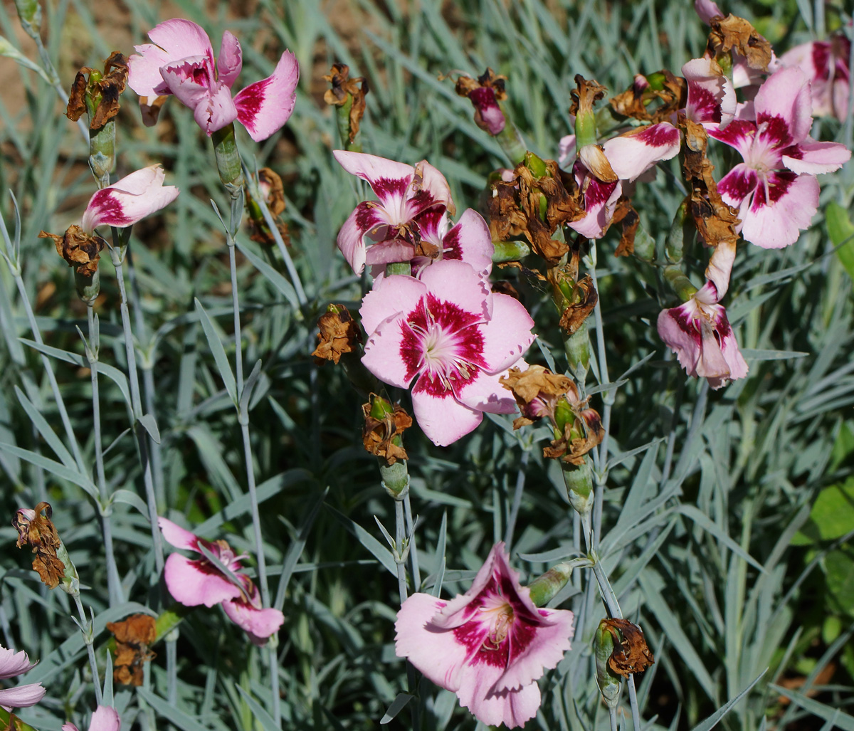 Image of Dianthus chinensis specimen.