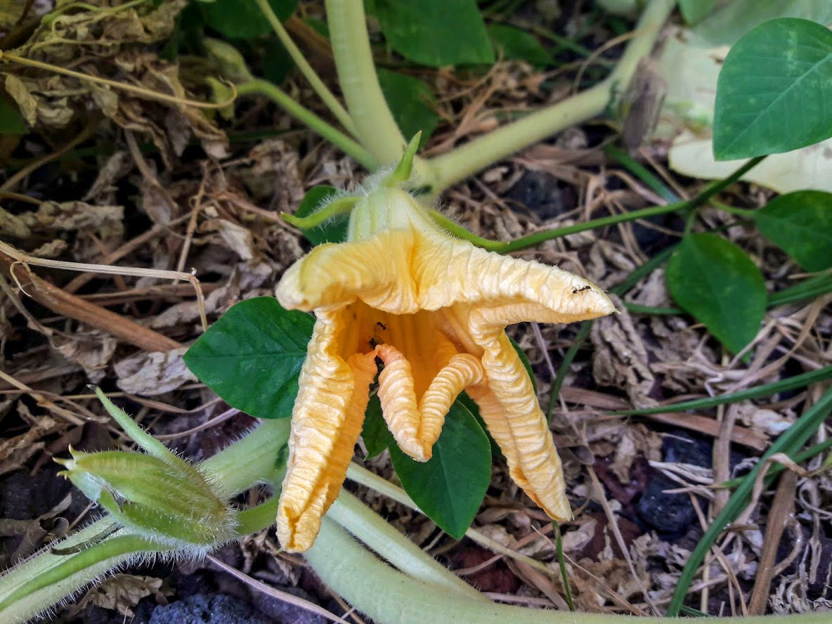 Image of familia Cucurbitaceae specimen.