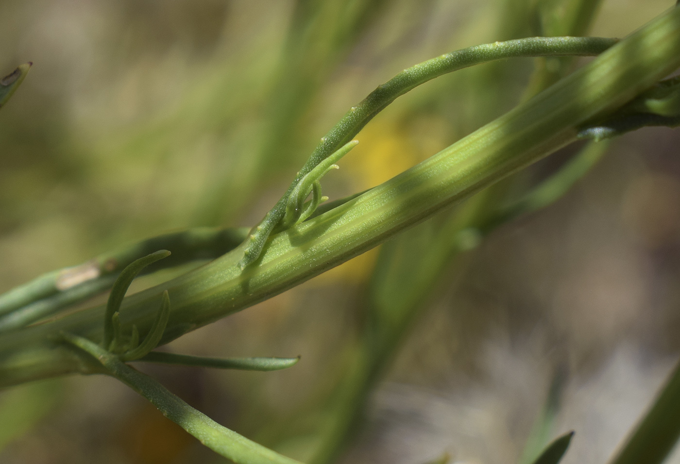 Image of Senecio inaequidens specimen.