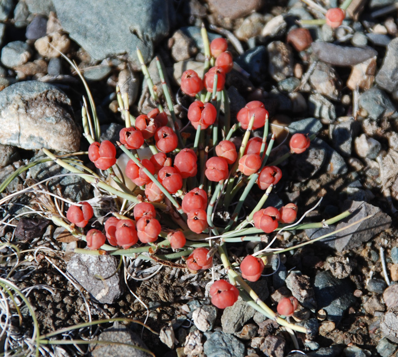 Image of Ephedra fedtschenkoae specimen.