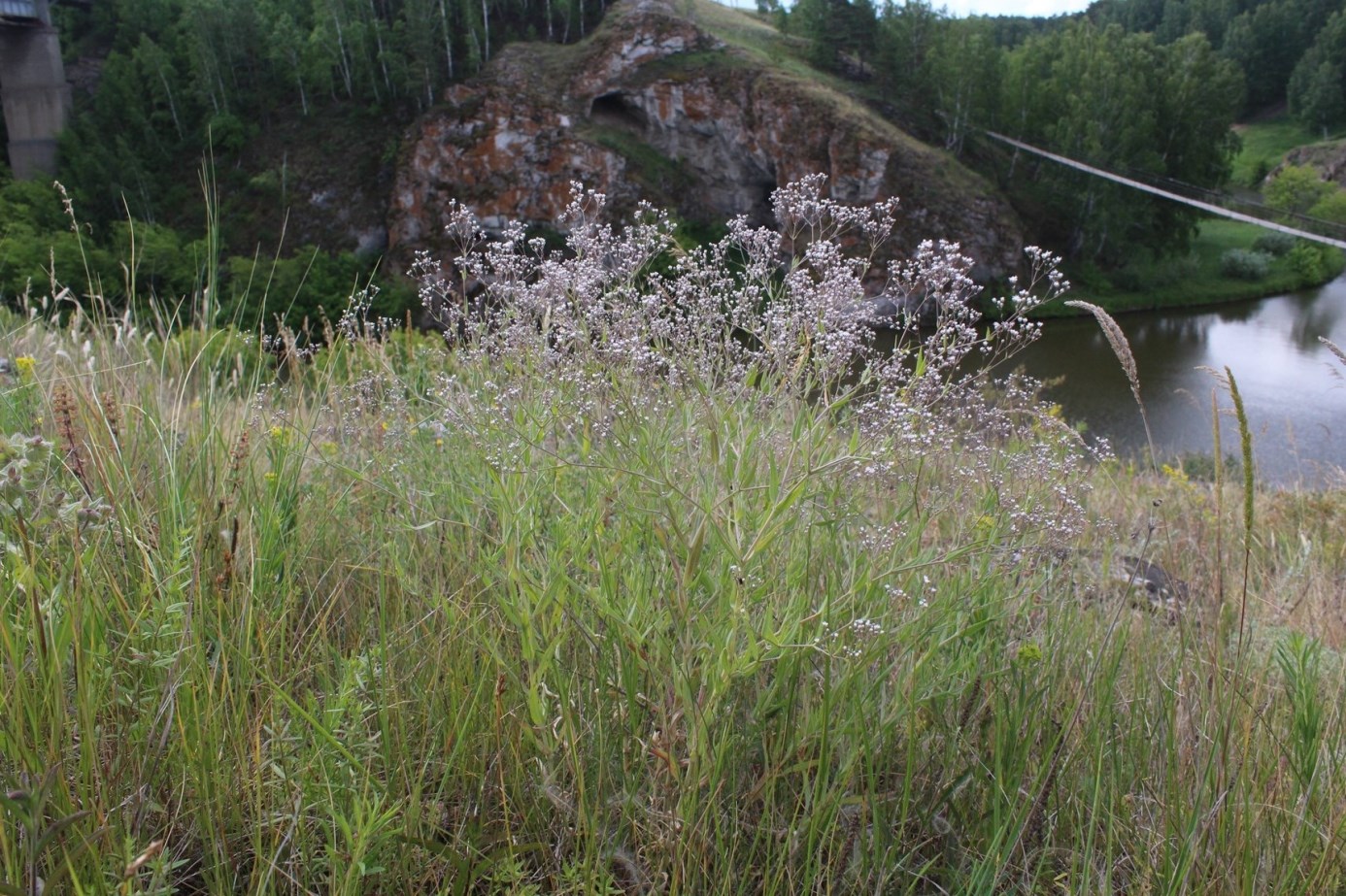 Image of Gypsophila paniculata specimen.