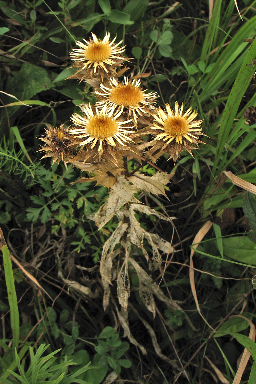 Изображение особи Carlina intermedia.