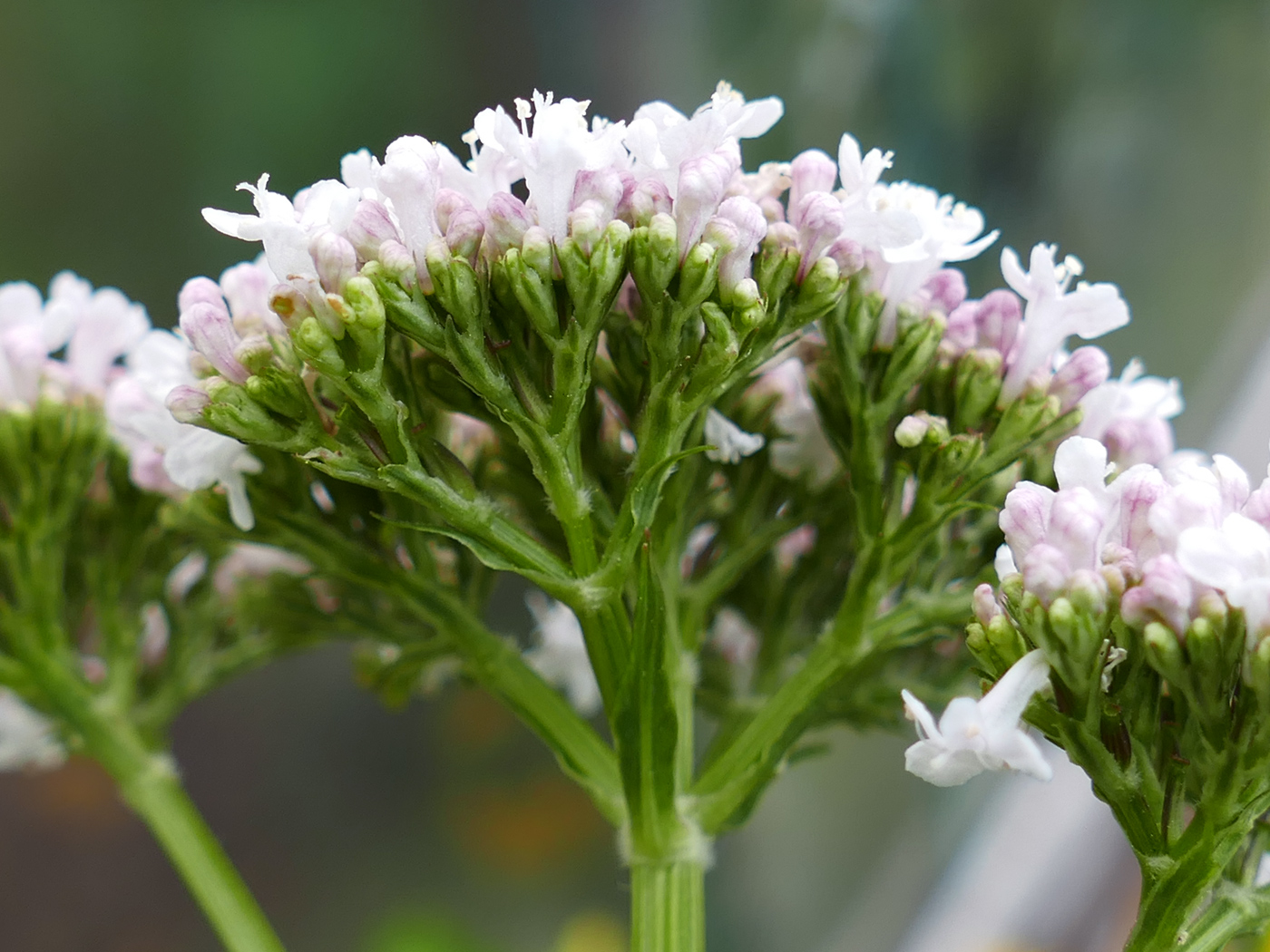 Изображение особи Valeriana wolgensis.