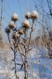 Carlina intermedia