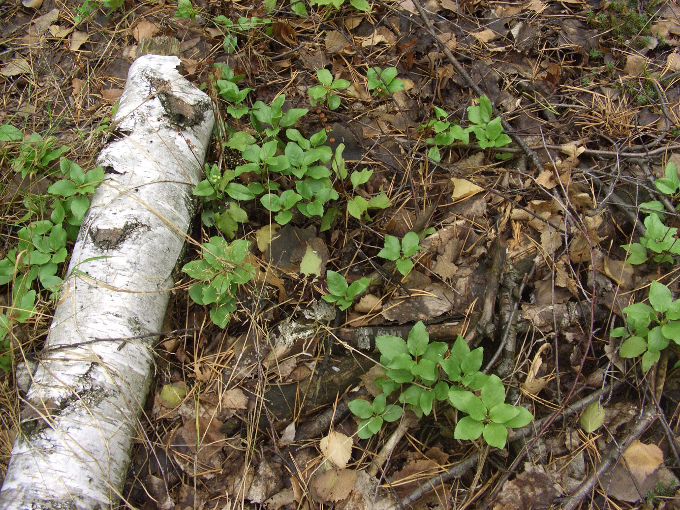 Изображение особи Orthilia secunda.