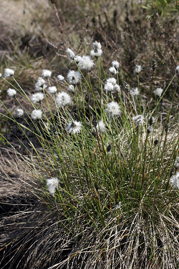 Image of Eriophorum vaginatum specimen.