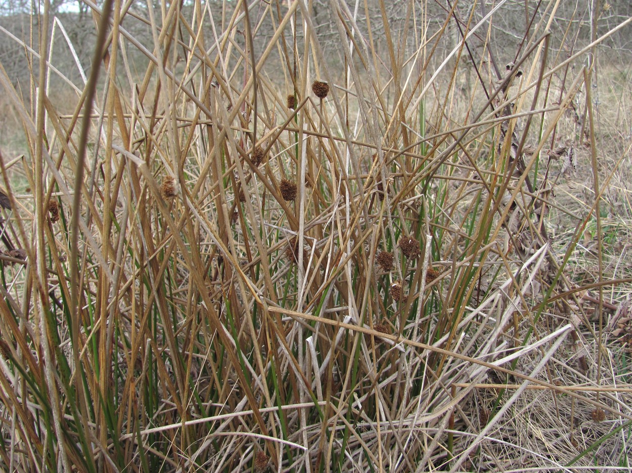 Изображение особи Juncus conglomeratus.