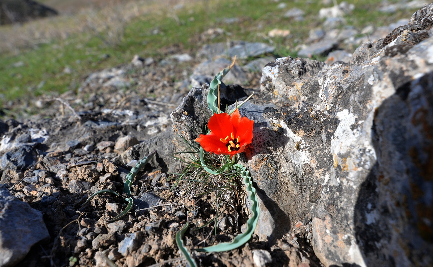 Изображение особи Tulipa korolkowii.