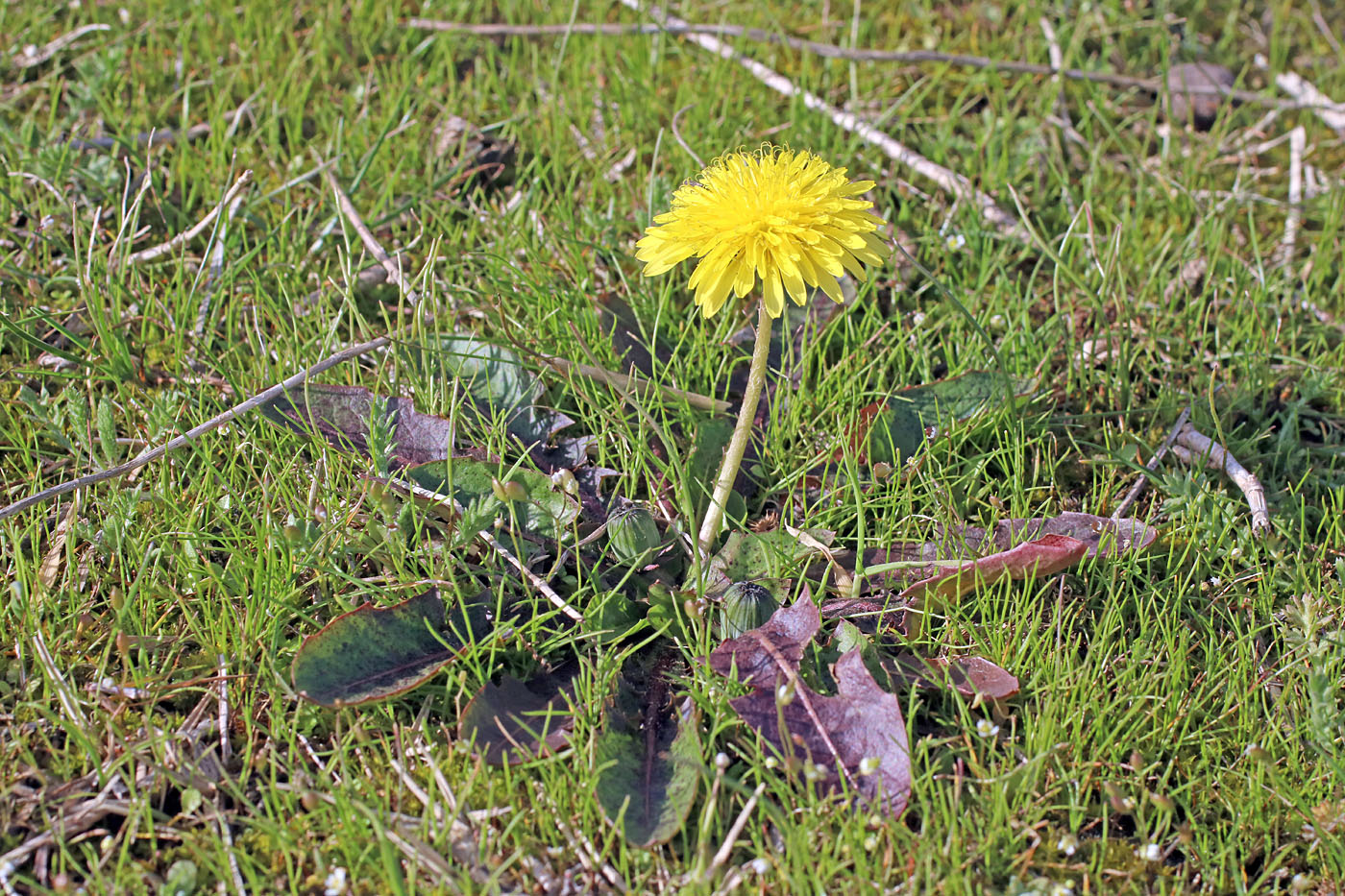 Image of Taraxacum monochlamydeum specimen.